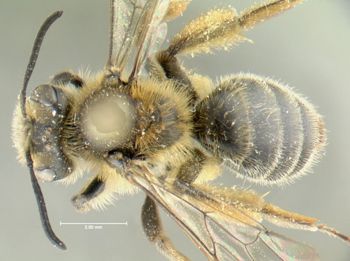 Media type: image;   Entomology 609592 Aspect: habitus dorsal view